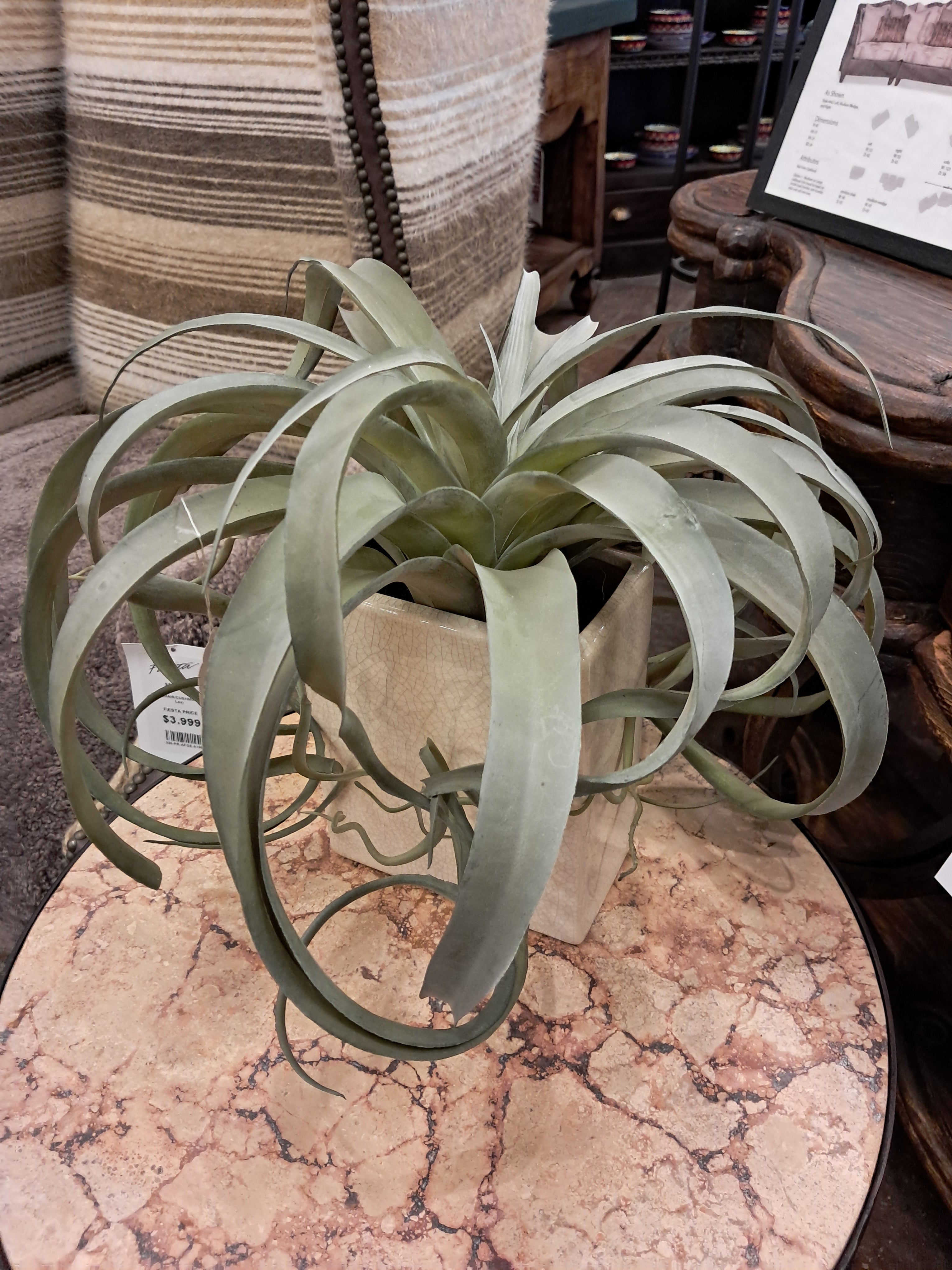 Air plant on a marble surface with a blurred background