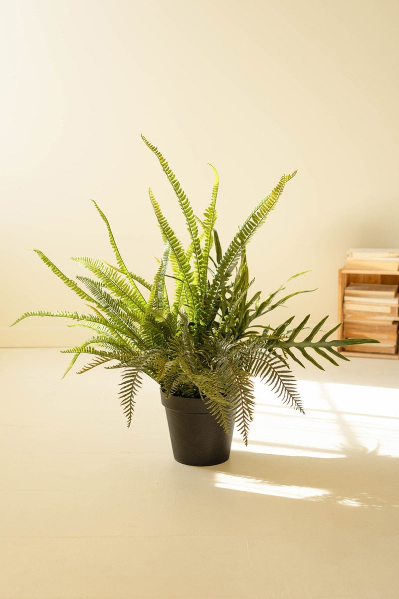 Potted fern plant on a light-colored surface with a neutral background