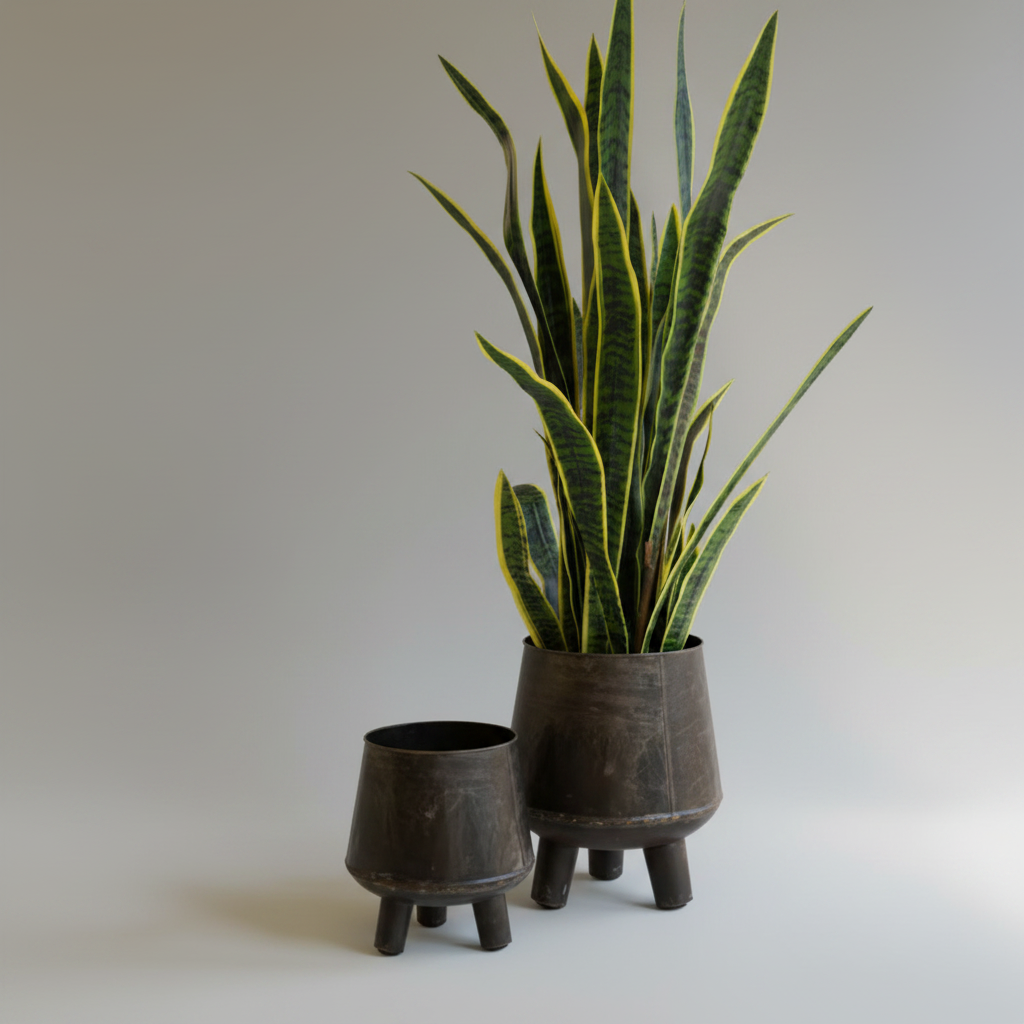 Two potted plants in black pots on a white surface with a red wall background.