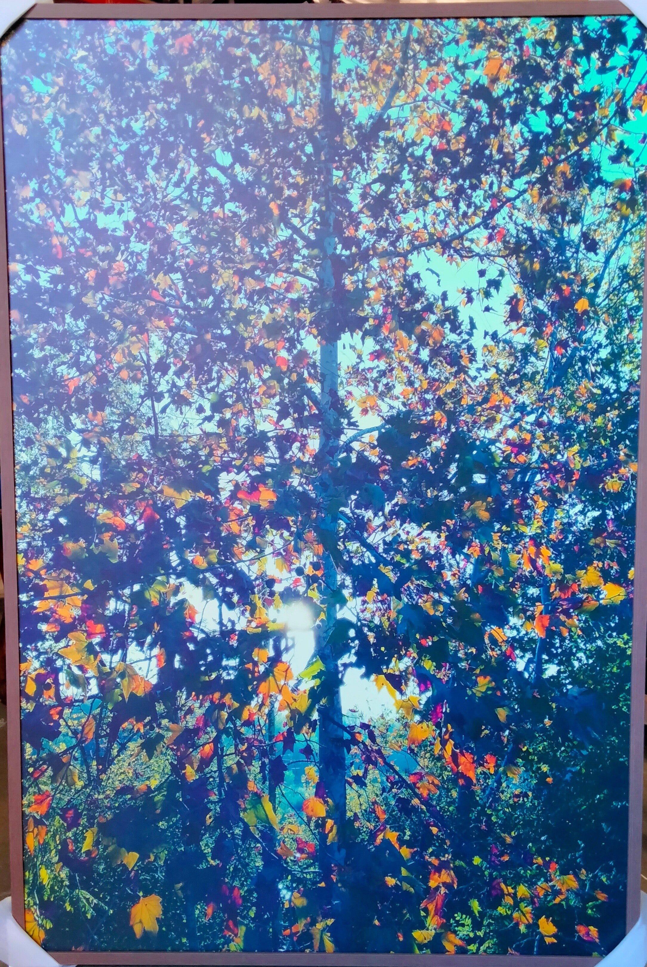 Art Autumn Radiance 48x72