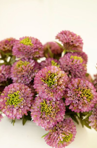 Close-up of pink flowers with green centers on a white background
