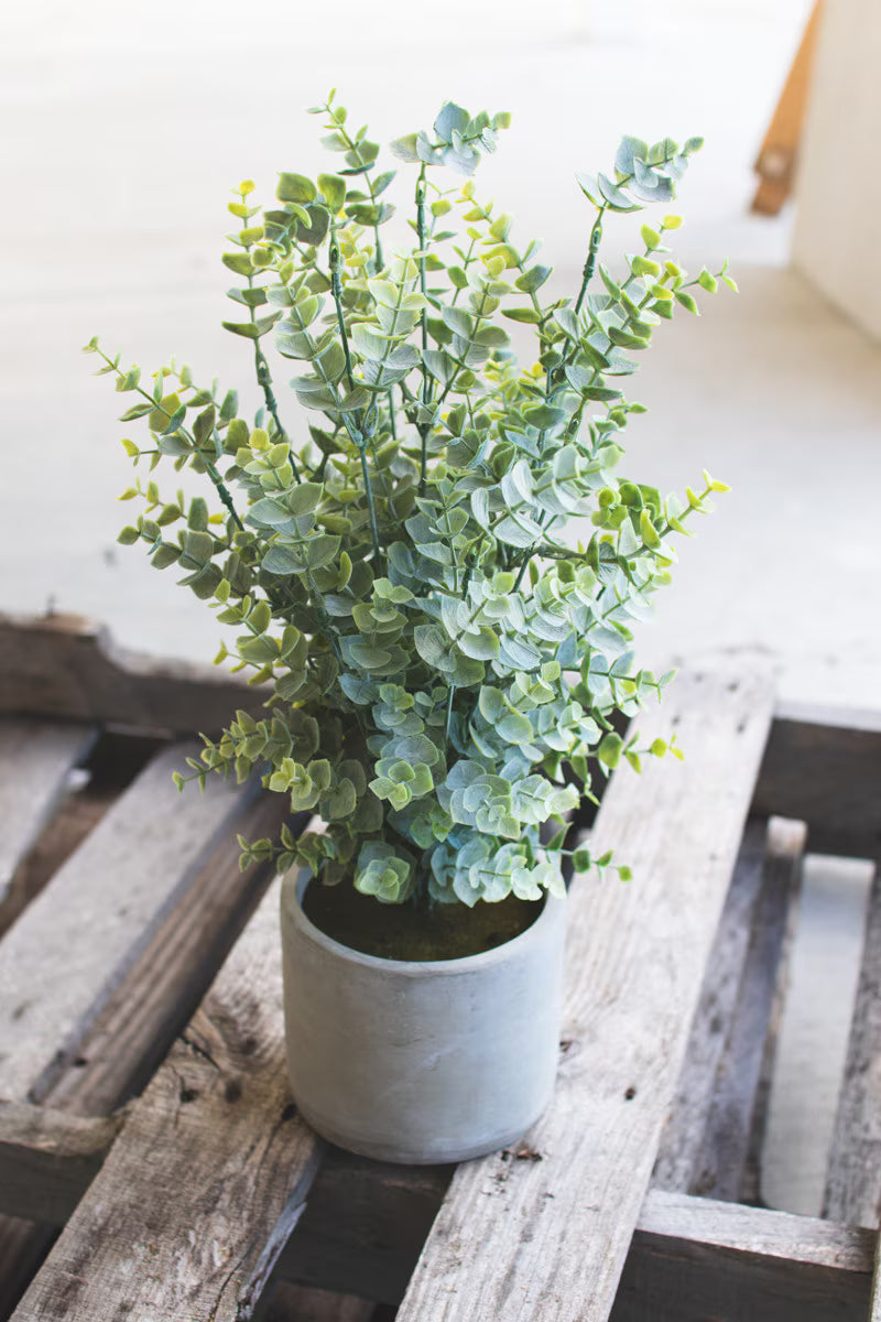 Boxwood in Cement Pot