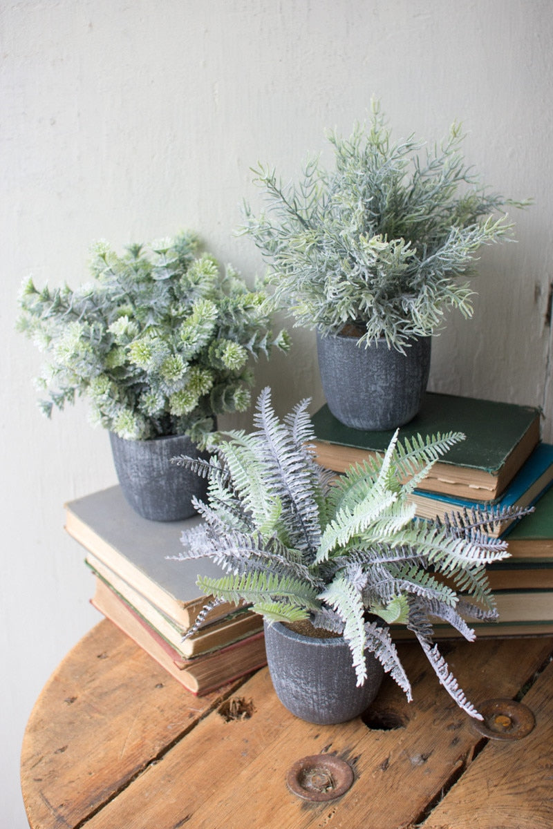 Three potted plants on a stack of books with a wooden surface and light gray wall background